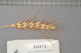 Click for 1 image(s) for this accession. Spike